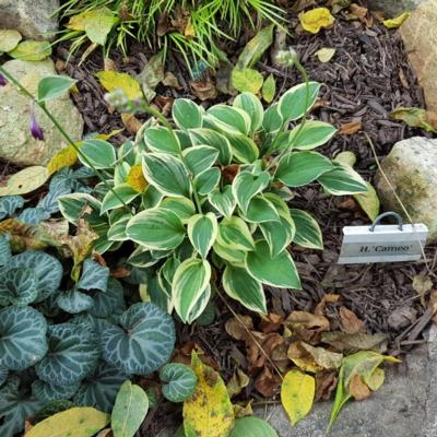 Hosta 'Cameo'